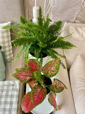 a plant in a white vase sitting on a couch at Coral Bay Studio Varna - Beachfront with Free Parking in Varna City