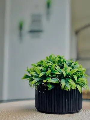 a green plant in a black vase on a table at Sozopol Dreams Apart&FREE Parking in Sozopol