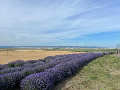 a rows of purple flowers in a field at Vineyard Spa Resort Aheloy - Muscat-6 Studio in Kableshkovo