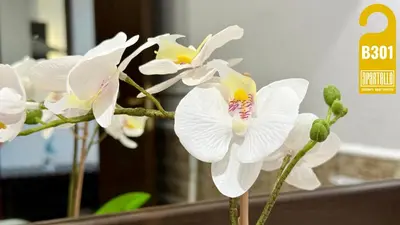 a group of white orchid flowers in a vase at ROYAL BEACH - Private Apartments - Center of Sunny Beach in Sunny Beach