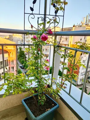 a plant in a blue pot on a balcony at Апартамент Цар Самуил in Burgas City