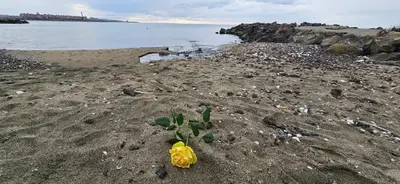a yellow flower on a beach with the water at Boho Breeze Aheloy in Aheloy