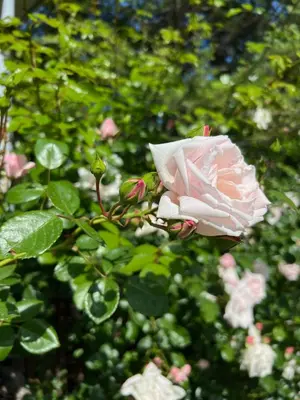 a pink rose is growing on a bush at Saint Thomas Holiday Village Condo in Sozopol