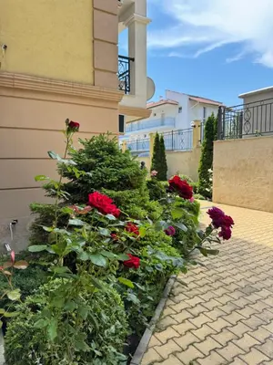 a row of flowers in front of a building at VP Morski Briag in Sveti Vlas