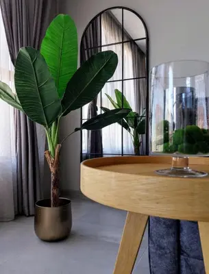 a plant in a pot next to a wooden table at Ika Delux in Burgas City