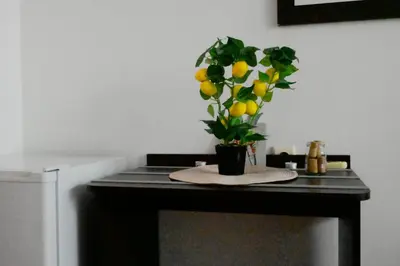 a table with a vase with a lemon tree on it at NeV Getaway for 2 in Burgas City