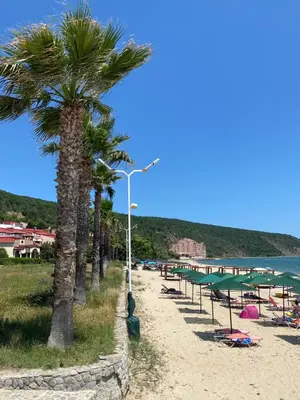 a row of palm trees on a beach next to the water at ASTORIA II Apartment 13 One Bedroom Parter in Elenite