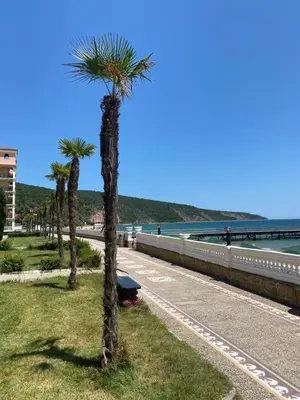 a palm tree on the side of a road at ASTORIA II Apartment 13 One Bedroom Parter in Elenite