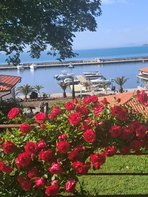 a bush of red roses in front of a marina at Yacht Port apartment #sea view# in Sveti Vlas