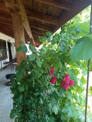 a bush with red flowers growing under a porch at Къща за гости Veranda Raia Поморие in Kamenar