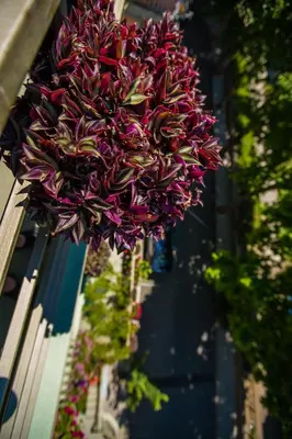 a large purple flower hanging from a building at Guest House ,, Ekaterina