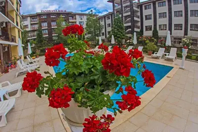 a large pot of red flowers next to a swimming pool at Студио до плажа Свети Влас in Sveti Vlas