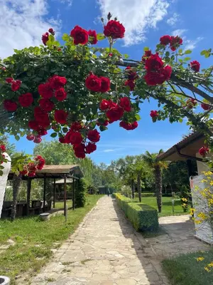 a bunch of red roses hanging from a tree at Family Paradise in Laguna Beach Hotel in Sozopol