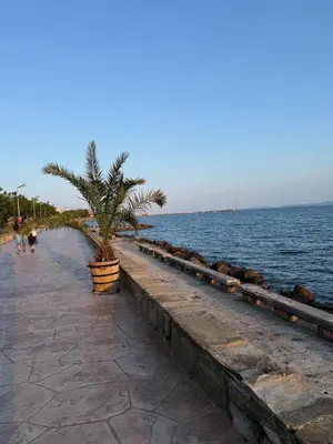 a palm tree on a sidewalk next to the water at Pomorie S&T Home in Pomorie