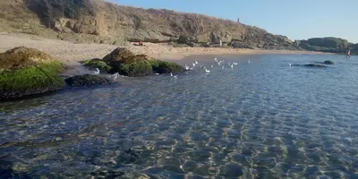 a flock of birds standing in the water on a beach at Studio Juli in Lozenets