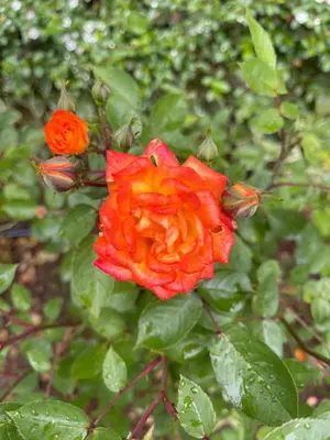 an orange rose with a group of bugs on it at Amarena Studio Santa Marina, Sozopol in Sozopol