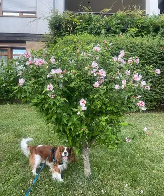 a dog standing next to a tree with pink roses at Amarena Studio Santa Marina, Sozopol in Sozopol