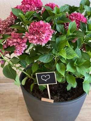 a plant in a pot with a heart sign on it at Coastal home Arapya in Tsarevo