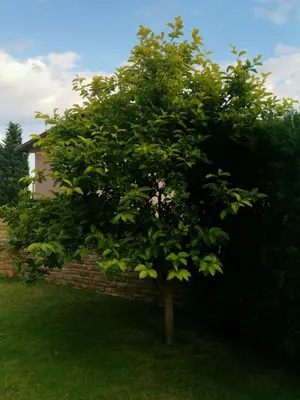 a tree in a yard next to a brick wall at Affordable Rooms with BBQ 5 min drive from beach Villa Lusi in Varna City