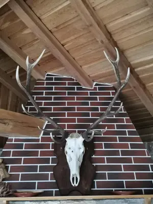 a stag head with antlers hanging on a brick wall at Affordable Rooms with BBQ 5 min drive from beach Villa Lusi in Varna City