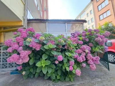 a bush of pink flowers in front of a building at Family Hotel California in Primorsko
