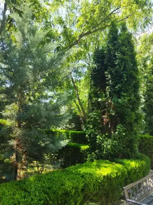 a garden with trees and bushes and a bench at Святая Елена in Sunny Beach