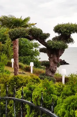 a group of trees on a hill next to the ocean at Каса реал с 2 спальнями 2 этаж in Sveti Vlas