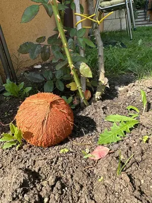 a mushroom sitting on the ground next to a tree at Boulevard Sea Residenz in Sunny Beach