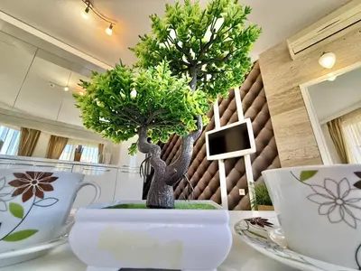 a bonsai tree in a white pot on a table at Emerald Paradise - Menada Apartments in Sunny Beach