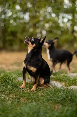 two dogs playing with each other in the grass at Бунгала Гнездото Bungalows The Nest Lozenets 2 in Lozenets