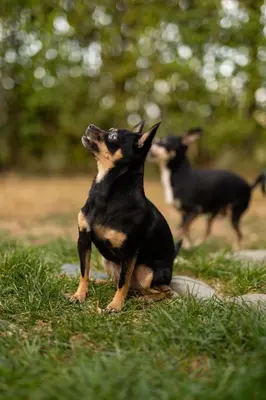 two dogs playing with each other in the grass at Бунгала Гнездото Bungalows The Nest 1 in Lozenets