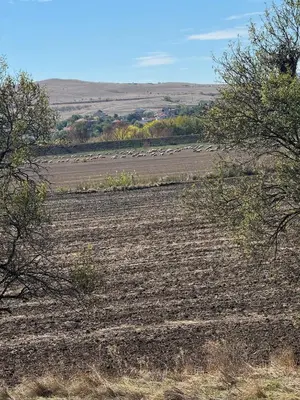 a field with trees in the middle of it at Sunny day 5 in Tŭnkovo