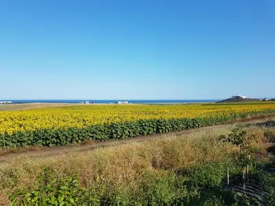a field of sunflowers and a dirt road at Villa Jasmin in Aheloy