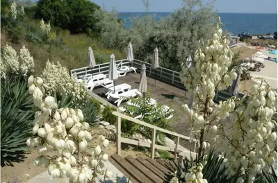a bunch of white flowers in front of a deck at Family house ''Siema'' in Nesebar