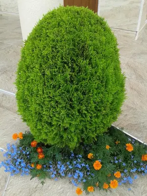 a large green bush with flowers on the floor at Hotel Seasons 3 in Sunny Beach