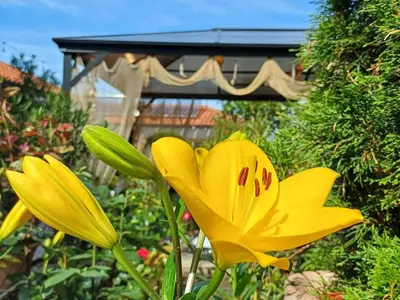 a yellow flower in front of a garden at Dom Zaharievi in Byala