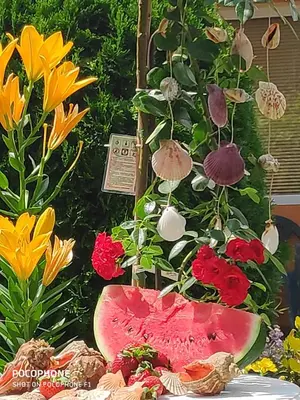 a display of flowers and a slice of watermelon at Dom Zaharievi in Byala