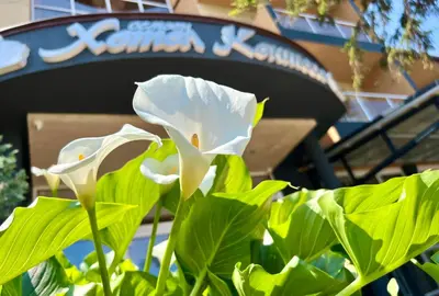 a white flower in front of a sign at Family Hotel Kontesa in Lozenets