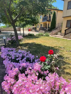 a bunch of pink and purple flowers in a yard at Complex Terazini in Byala