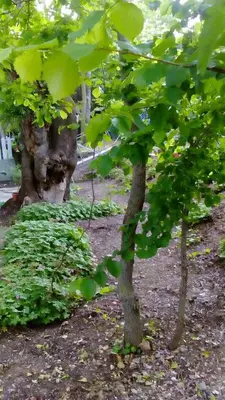 a small tree with green leaves in a garden at Lurd Family Hotel in Lozenets