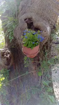 a flower pot in the root of a tree at Lurd Family Hotel in Lozenets