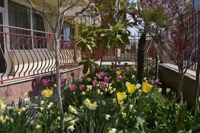 a garden of flowers in front of a bench at Jane Guest House in Nesebar