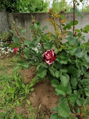 a rose bush in front of a wall at Villa Krisia Apartments in Sozopol