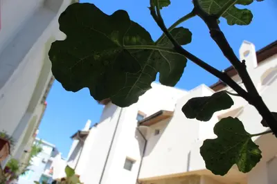 a leaf of a tree in front of a building at Siana House in Ravda