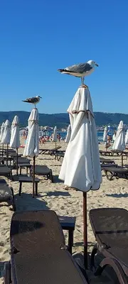 a group of chairs and umbrellas on a beach at Abelia Residence Apartment Regina in Sunny Beach