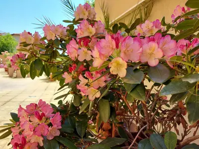 a bunch of pink flowers on a plant at Hotel Chuchulev in Sozopol