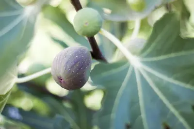 a bunch of green fruit on a plant at Hotel Milan in Primorsko