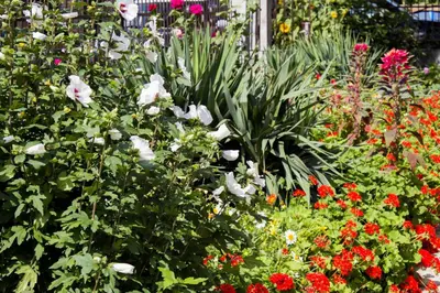 a garden filled with lots of different colored flowers at Hotel Milan in Primorsko