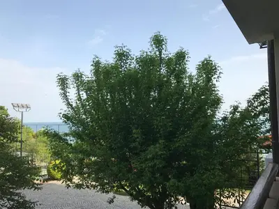 a tree in a parking lot next to a building at Болгария, г.Свети Влас, к.