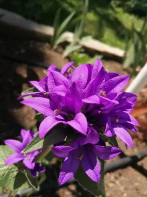 a group of purple flowers in a garden at Hotel Trakia Garden in Sunny Beach